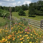 © Le Four à Pain de Moureuille - Giolat Juliette