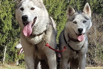 © Taïga Aventure - Avice