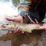 © Guide de pêche Stéphane Voissier - Voissier S.