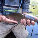 © Guide de pêche Stéphane Voissier - Voissier S.