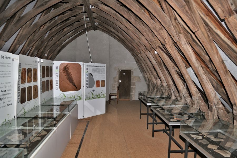 © musée de paléontologie, salle des fossiles - mairie Menat