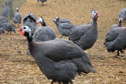 Ferme Fournier Labonne