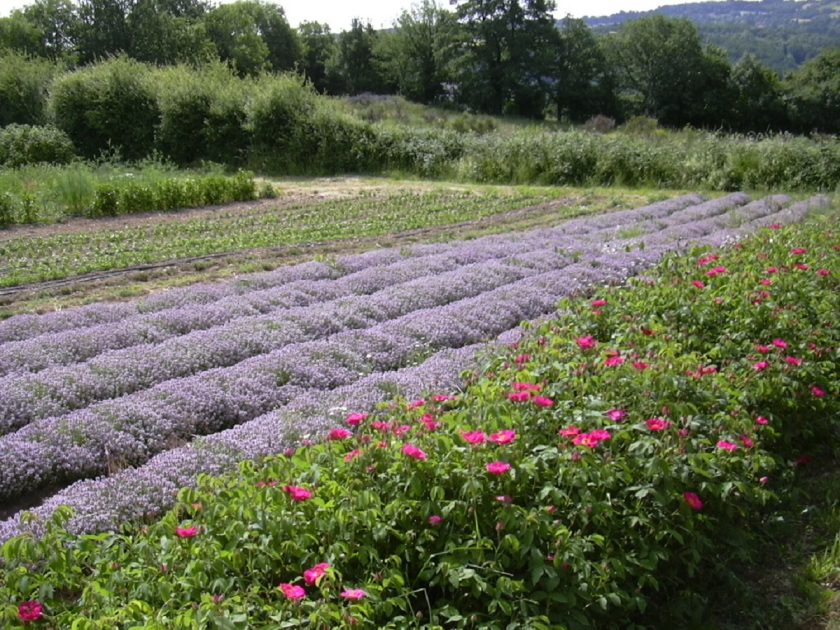 © Ouma Le Chemin des Plantes et produits en laine d'alpaga - Segretain