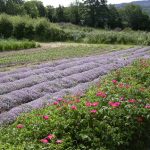 © Ouma Le Chemin des Plantes et produits en laine d'alpaga - Segretain