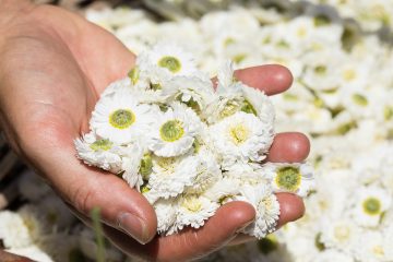 © Ouma Le Chemin des Plantes et produits en laine d'alpaga - Segretain