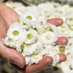 © Ouma Le Chemin des Plantes et produits en laine d'alpaga - Segretain