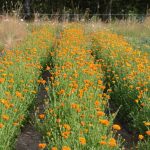 © Ouma Le Chemin des Plantes et produits en laine d'alpaga - Segretain