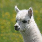 © Ouma Le Chemin des Plantes et produits en laine d'alpaga - Segretain