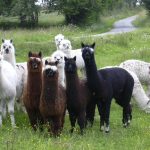 © Ouma Le Chemin des Plantes et produits en laine d'alpaga - Segretain