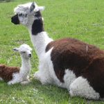 © Ouma Le Chemin des Plantes et produits en laine d'alpaga - Segretain