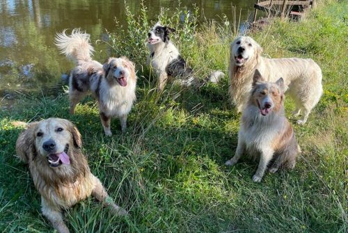 Pension canine - Le Songe d'Opaline