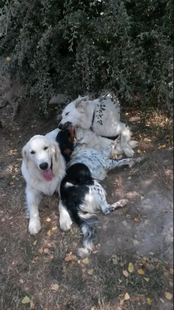 © Pension Canine - Le Domaine de Myrtille - Didier Henot -  Le Domaine de Myrtille