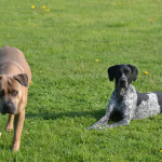 © Pension Canine - Le Domaine de Myrtille - Didier Henot -  Le Domaine de Myrtille