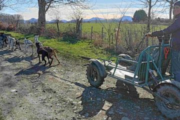 © balade en chiens de traineau - JF
