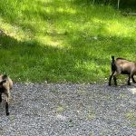 © Domaine Juchlo Puy-Saint-Gulmier - Collange Caroline