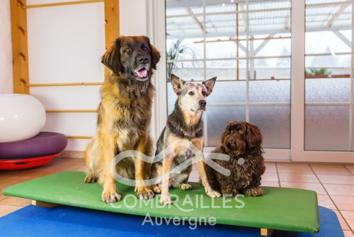 Pension Canine - Le domaine des Combes Brumeuses