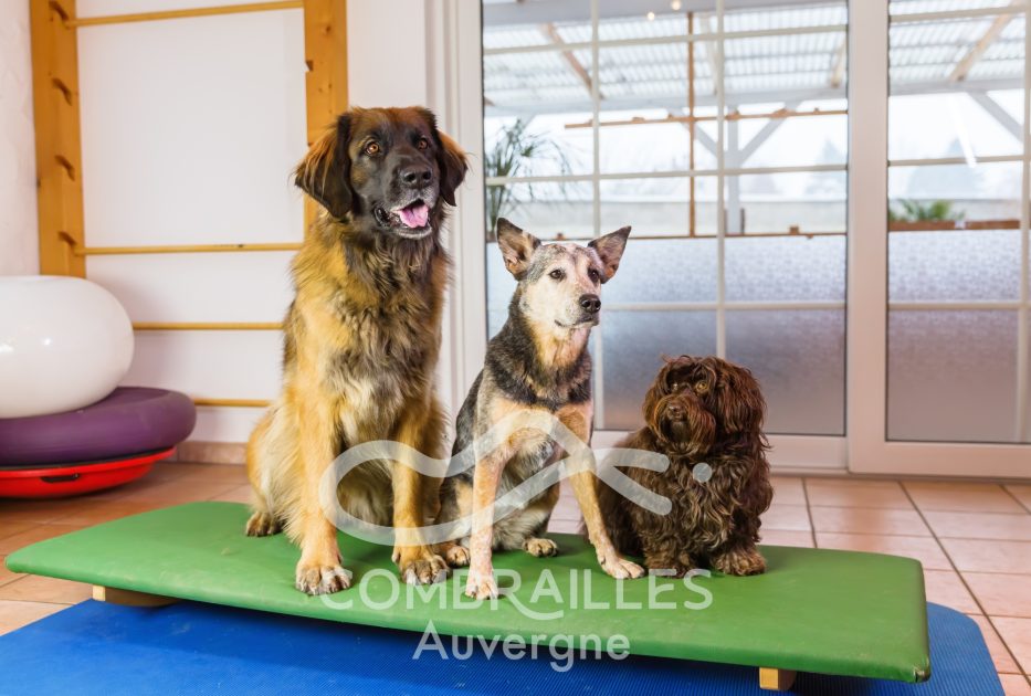 © Pension canine - Canva