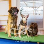 © Pension canine - Canva