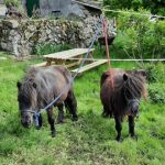 © Ayacheval - Brunet