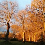 © Le Logis de l'Abeille Noire - Denis & Claudine