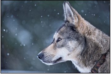 © Auvergne Traineau - DR Office de tourisme du Sancy