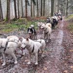 © Taïga aventure - Avice