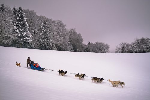 Taïga Aventure - Chiens de traîneau