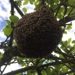 © Essaim - Muriel TIXIER