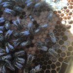 © Abeilles - Muriel TIXIER