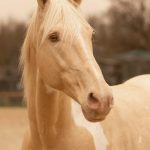 © Etalon Cartouche - ValerieTavernier Thomas (ValerieTavernier Thomas (Photographer) - [None]