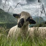 © La Magie des Bergers à Ayat-sur-Sioule - valet