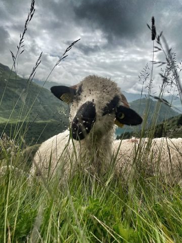 © La Magie des Bergers à Ayat-sur-Sioule - valet