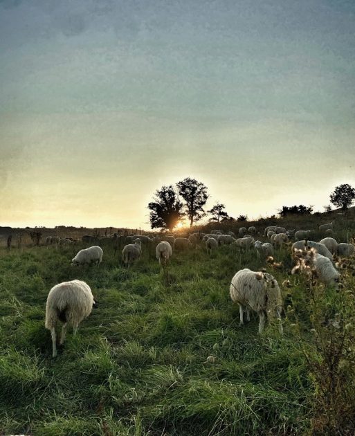 © La Magie des Bergers à Ayat-sur-Sioule - valet