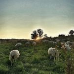 © La Magie des Bergers à Ayat-sur-Sioule - valet