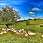 © La Magie des Bergers à Ayat-sur-Sioule - valet