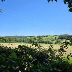 © Le Pipit des Arbres La Crouzille 63 - Debby