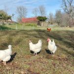 © Nos poules - Juliette Richetin