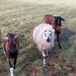 © Nos chèvres et brebis - Juliette Richetin