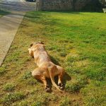 © Bar communal de Virlet - Bertram