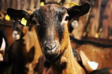 © Chèvrerie la Capricorne Servant - Axelle CRINON