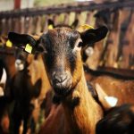 © Chèvrerie la Capricorne Servant - Axelle CRINON