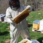 © L'Abeille Noire des Volcans_Puy-Saint-Gulmier - Husser