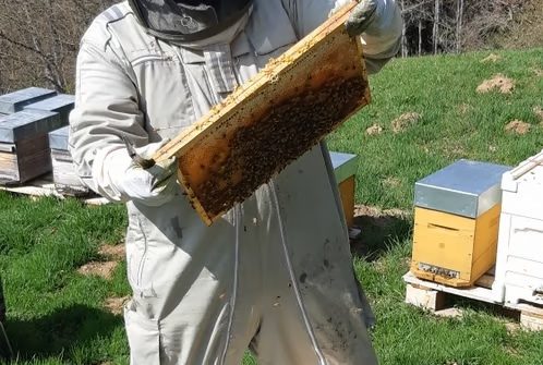 L'Abeille Noire des Volcans