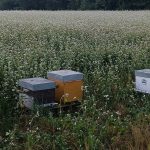 © L'Abeille Noire des Volcans_Puy-Saint-Gulmier - Husser