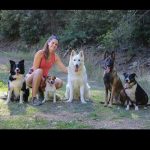 © Pension canine - Ferme équestre Jolinka