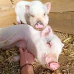 © Le petit fermier - apprenti éleveur - Ferme équestre Jolinka