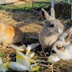 © Le petit fermier - apprenti éleveur - Ferme équestre Jolinka