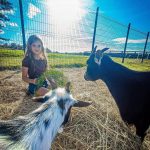 © Le petit fermier - apprenti éleveur - Ferme équestre Jolinka