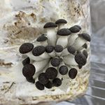 © La grange gourmande_Pionsat - La grange gourmande