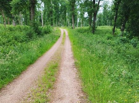 A la forêt de Balaty